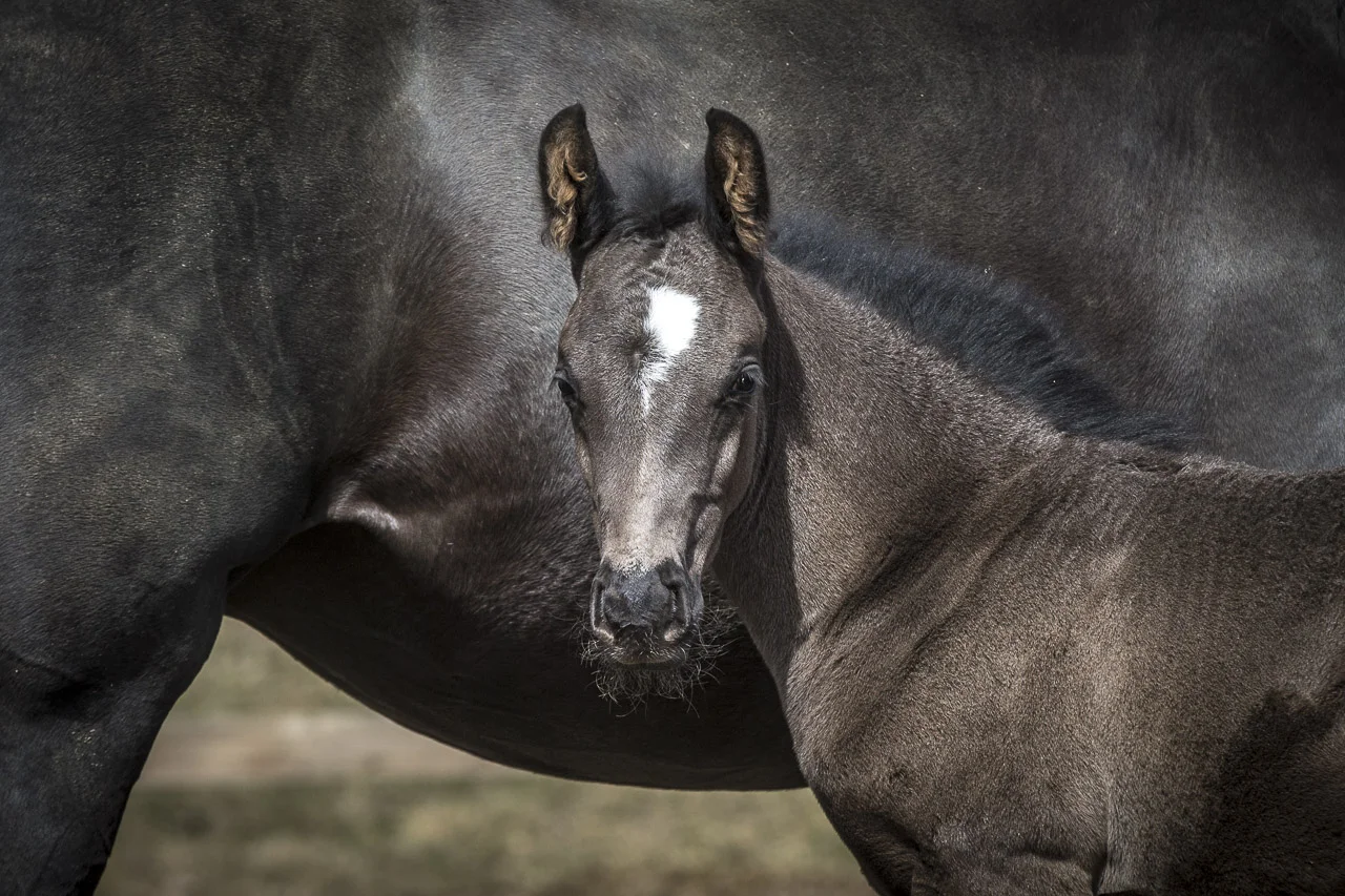 Chevaux-150791.jpg