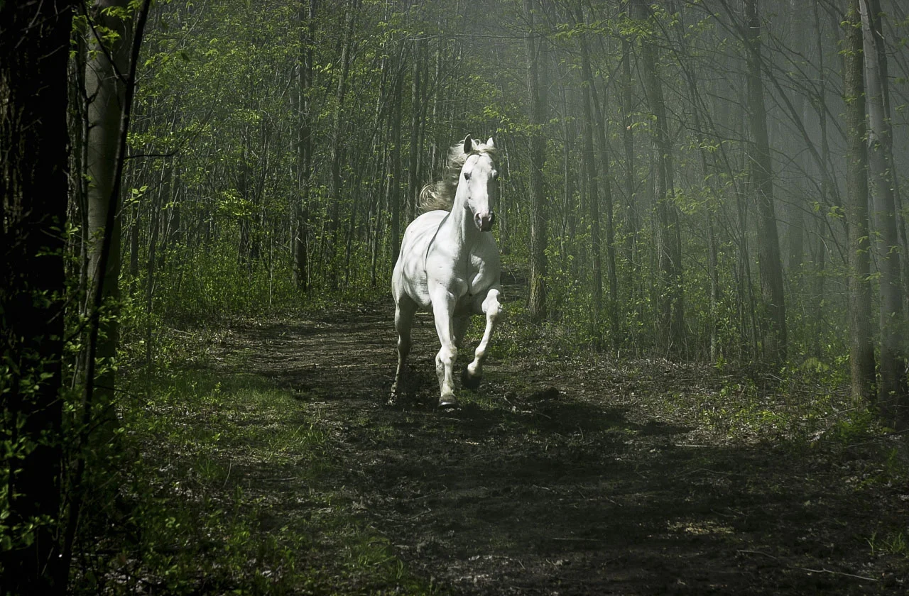 Chevaux-0022.jpg