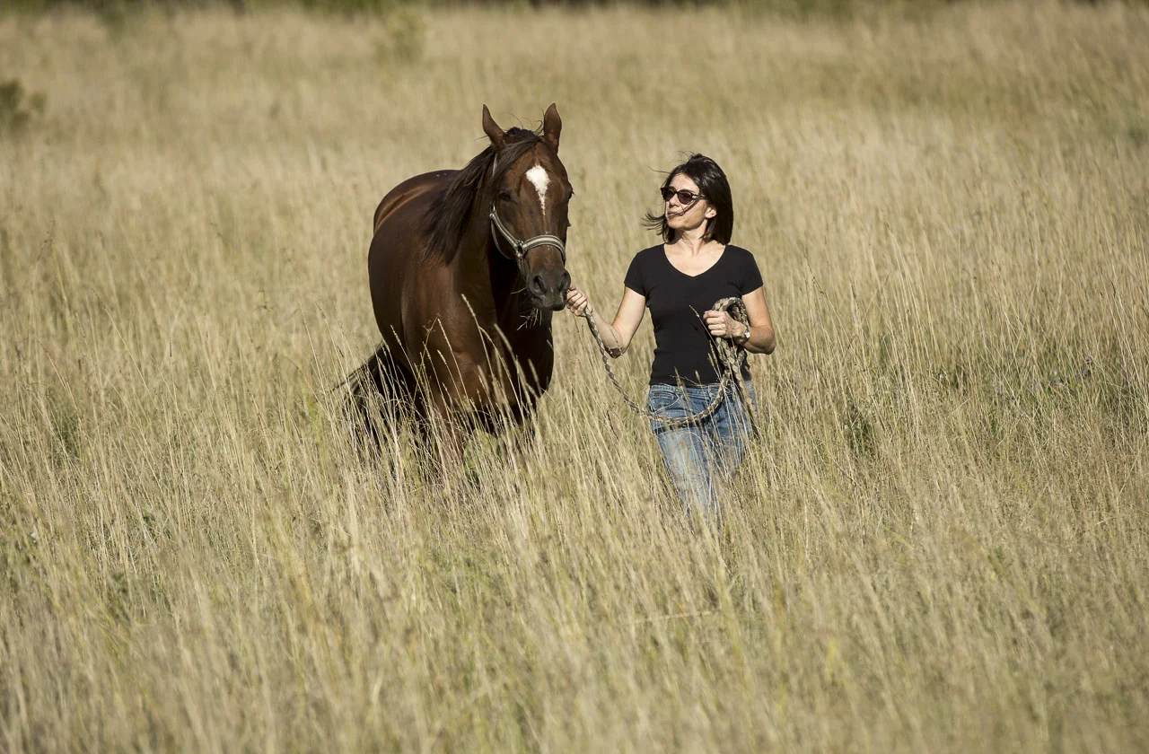 Chevaux-141026.jpg