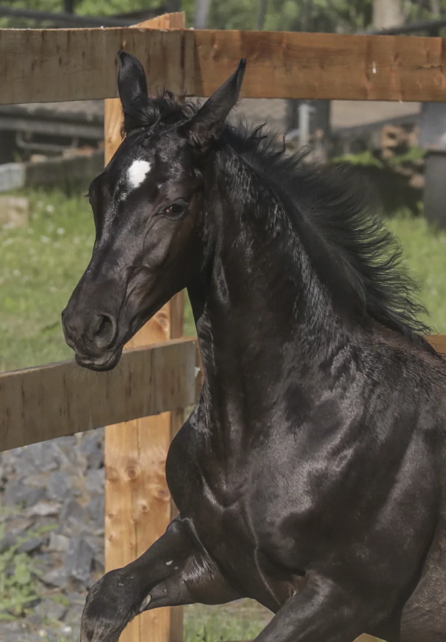 Chevaux-141444.jpg