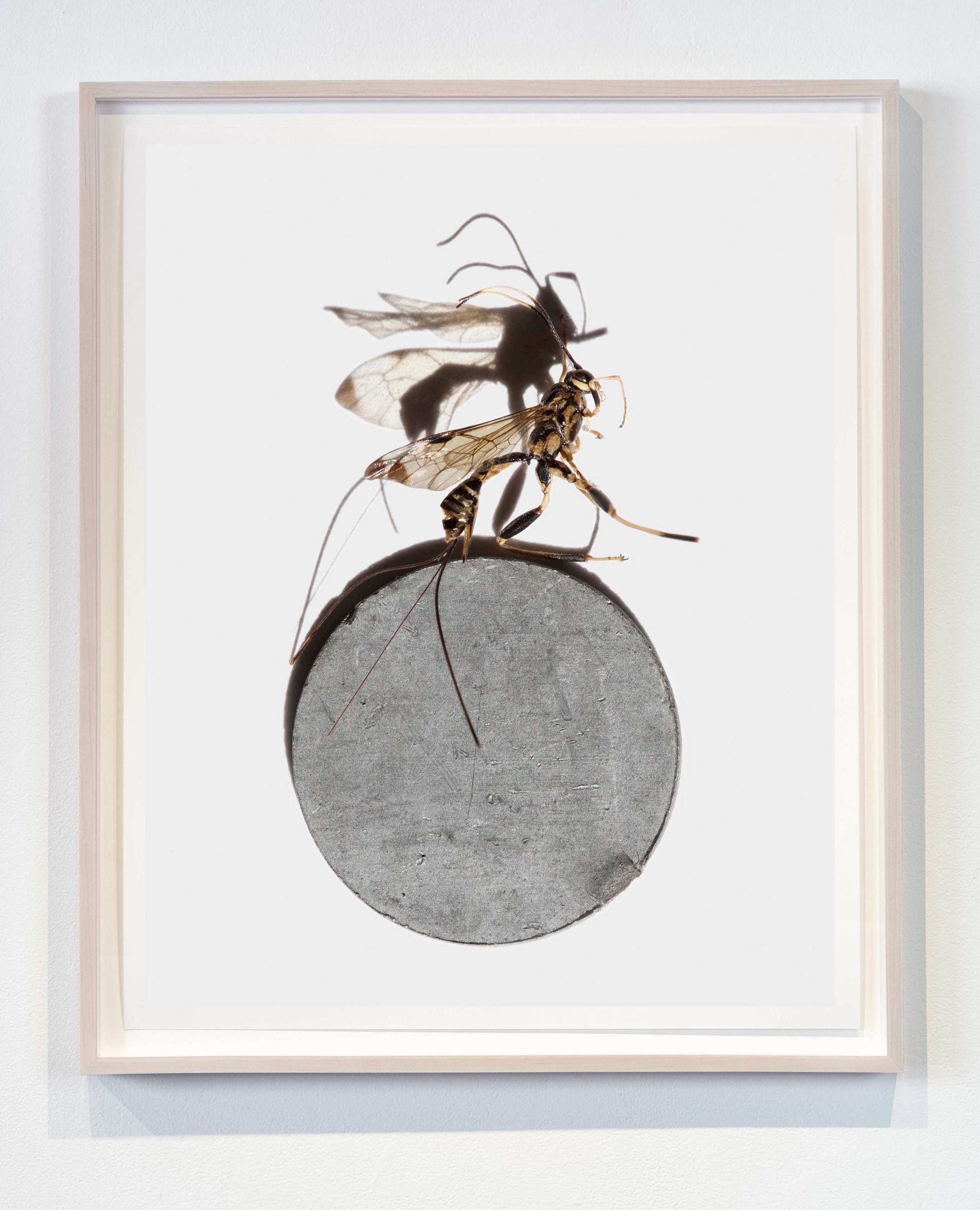  Wasp on Metal  archival pigment print 20x25 inches 
