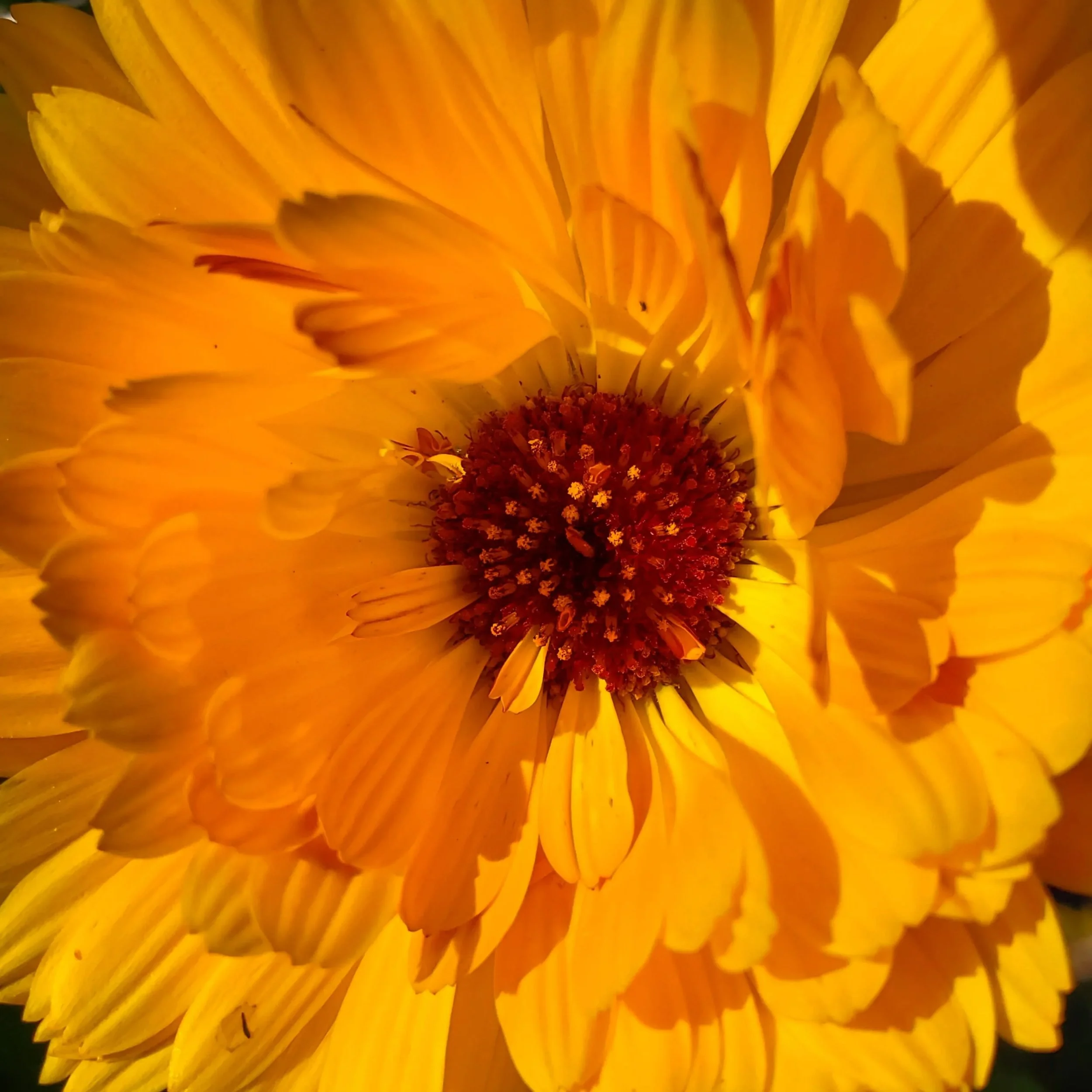 Bloomin ♡

"Yesterday is history
Tomorrow is a mystery
But today is a gift
And that is why 
It is called the present" ♡