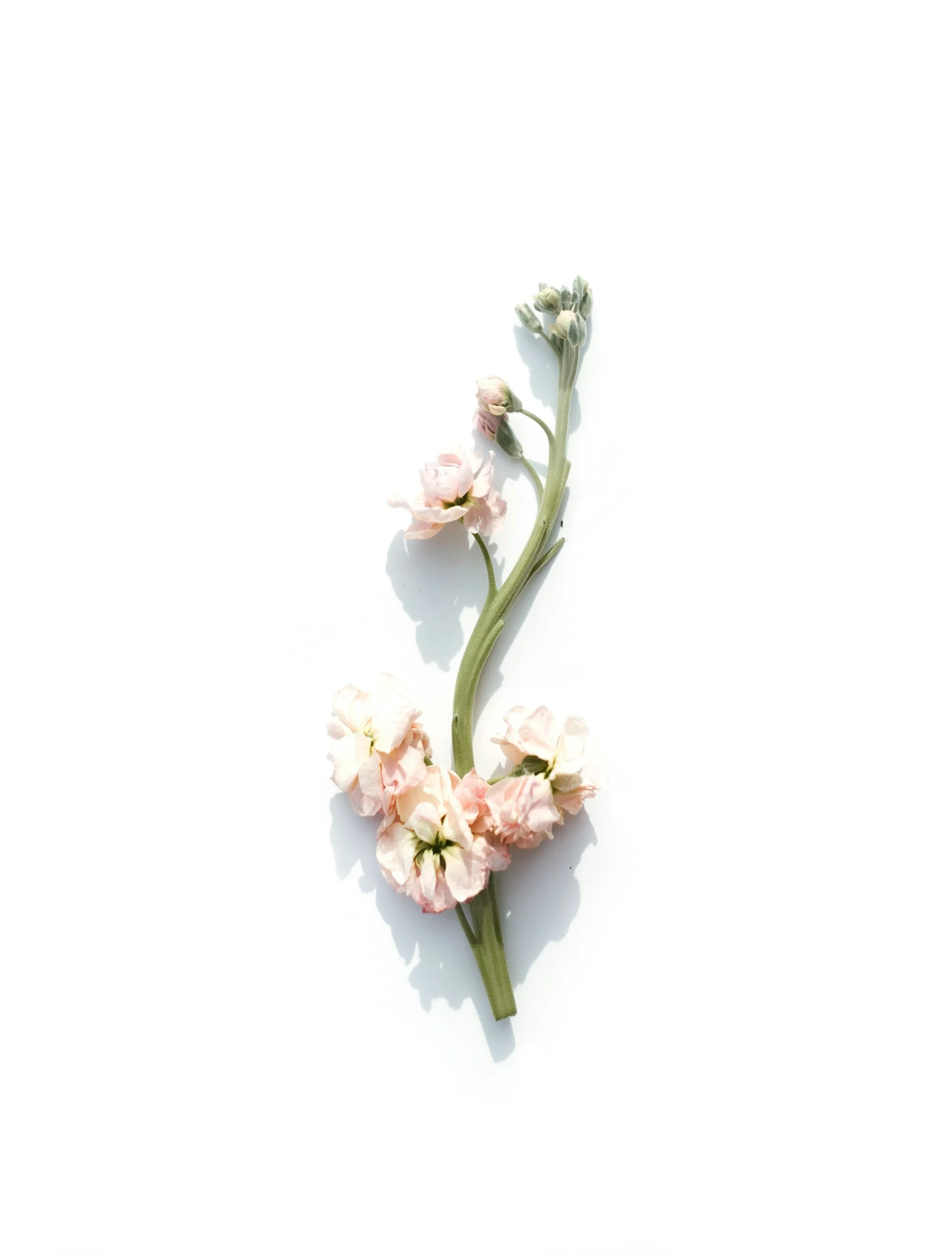 a stem with light pink flowers