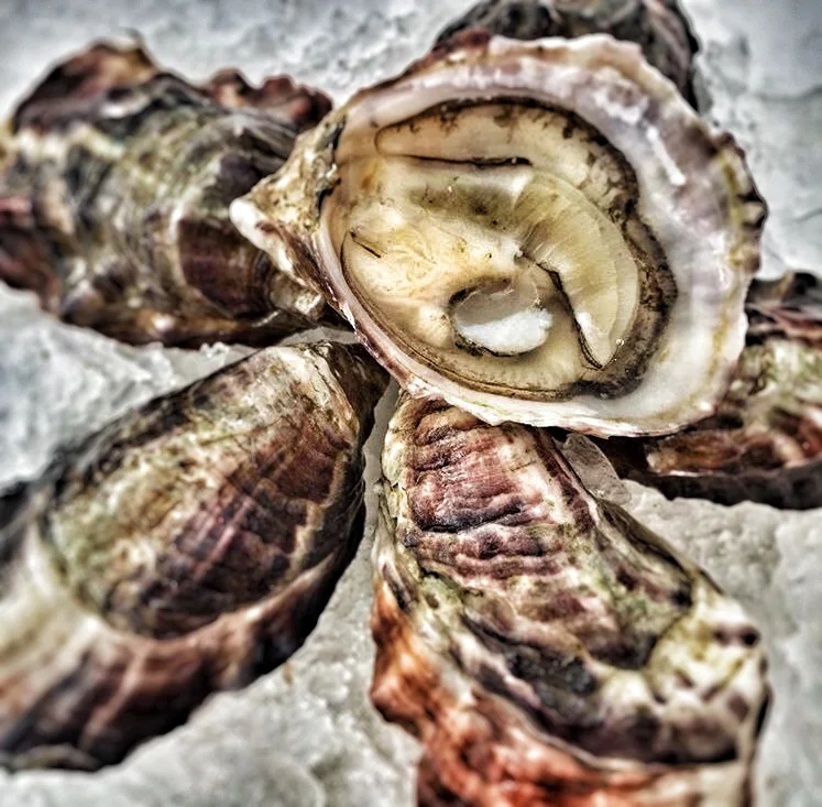 EAST COAST OYSTERS