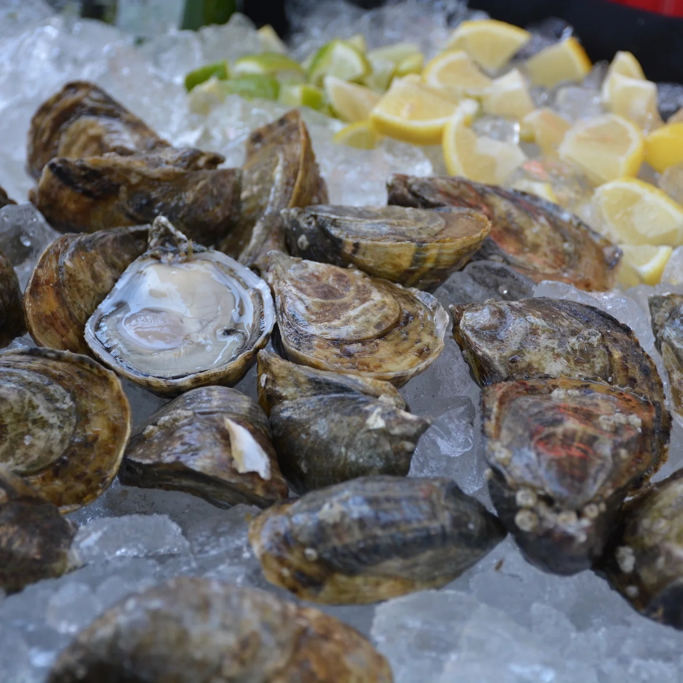 SUNSHINE CITY OYSTER SOCIAL