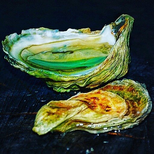 Happy St Patrick&rsquo;s Day! 

📸 @kevinjoseph 

#greengilloysters

#Oysters #TheSouthShallBrineAgain 
#RaiseTheRawBar #CarpeOstra #SeasTheBay #MarineCuisine #DelicaSEAS #EmpireOyster @empire_oyster
#OystersUnlimited @oystersunlimted
#RawBarge @rawb