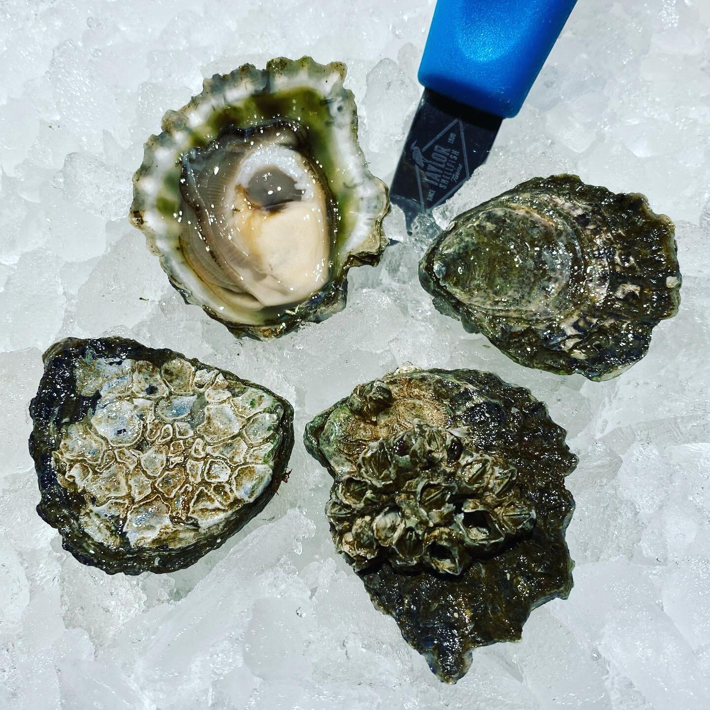 Olympia Oysters. The only oyster species and variety native to the Pacific coast of North America. Available #docktodoor from @taylorshellfish. 

These glorious bivalves take four years to grow to the size of a half dollar and pack as much flavor as 