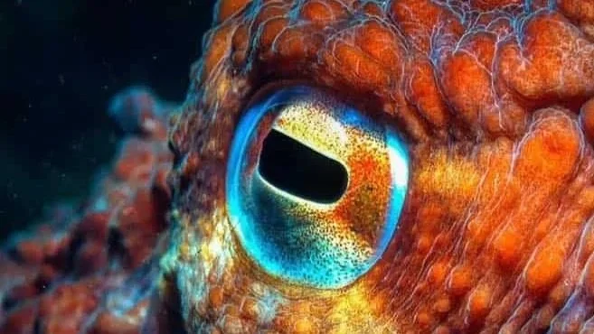 EPICureanism…SEEfood, Differently!