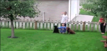 d0c92d9f-249e-4feb-86f3-15c520d9abf4.gif