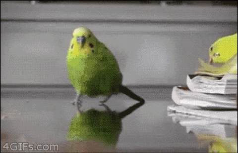 c5176cbc-b052-46ba-92a5-5d4609ffff38.gif