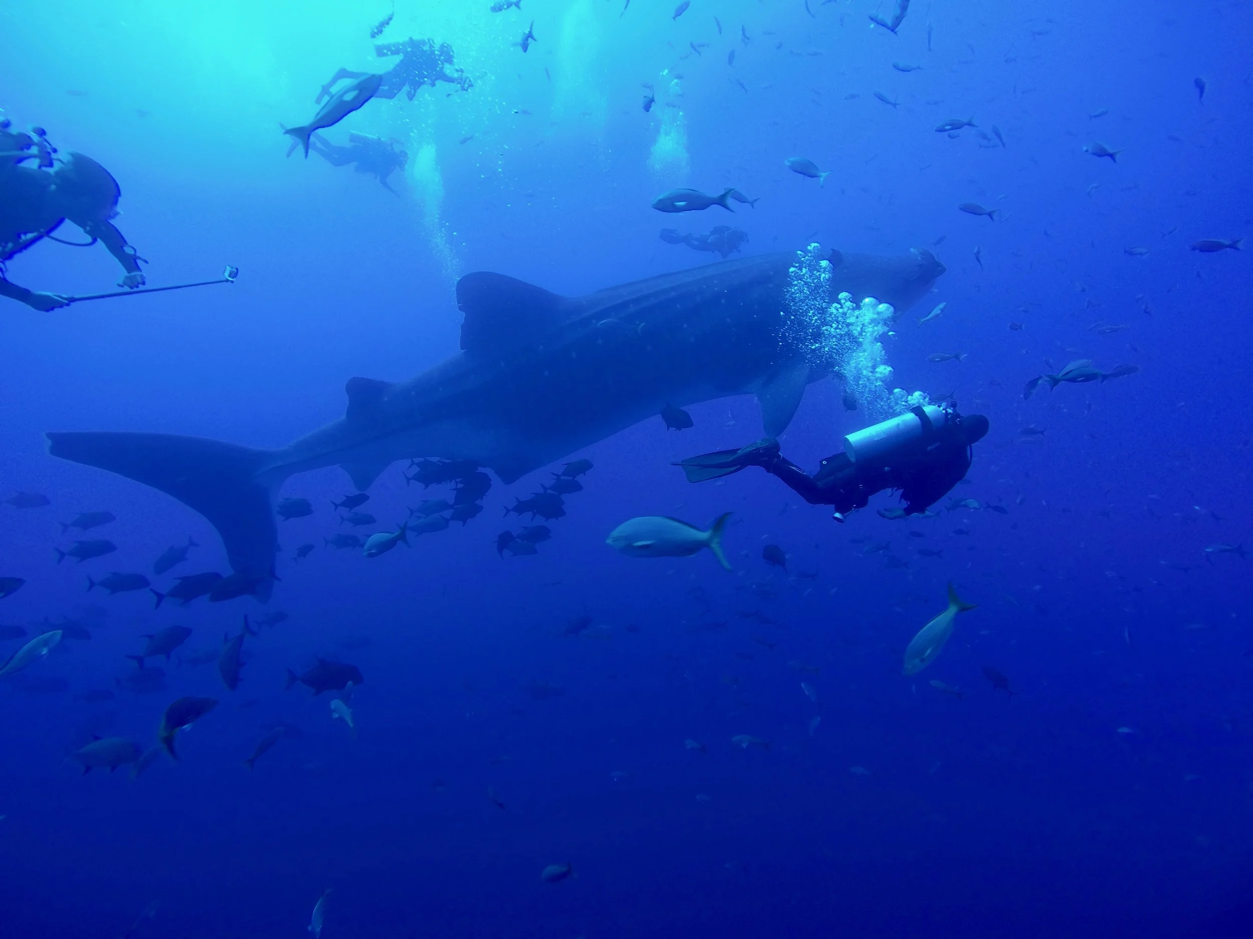 RocaPartida_Whaleshark 2.jpg