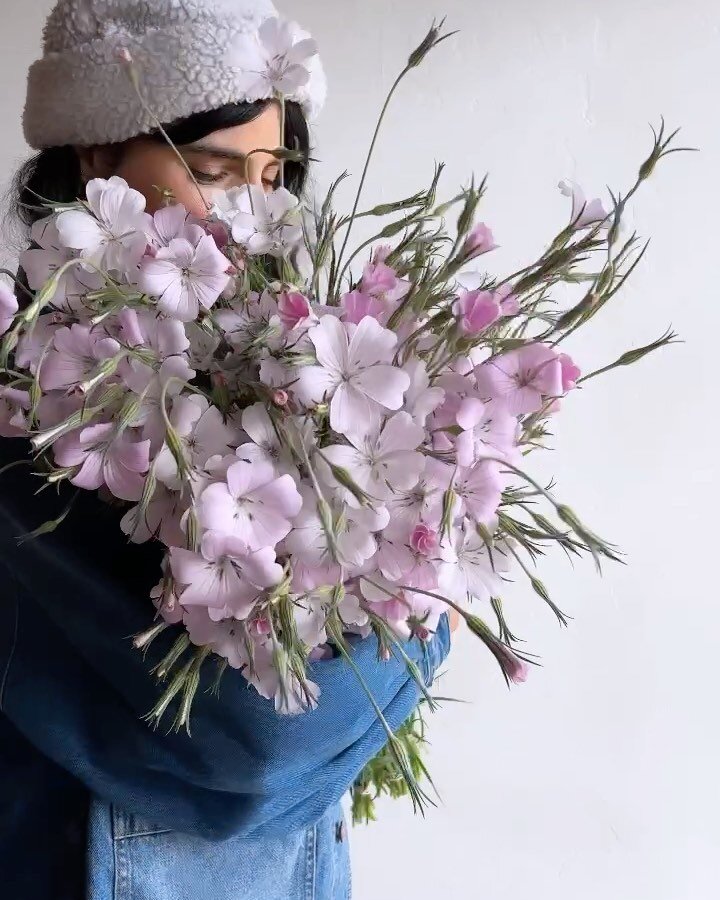 hi y&rsquo;all. It&rsquo;s me, rach. holding a bunch of the world&rsquo;s most beautiful agrostemma from @psalterfarmflowers and feeling my weight in flower joy.
.
I haven&rsquo;t checked in on here in a while and I&rsquo;m sure there&rsquo;s new fol