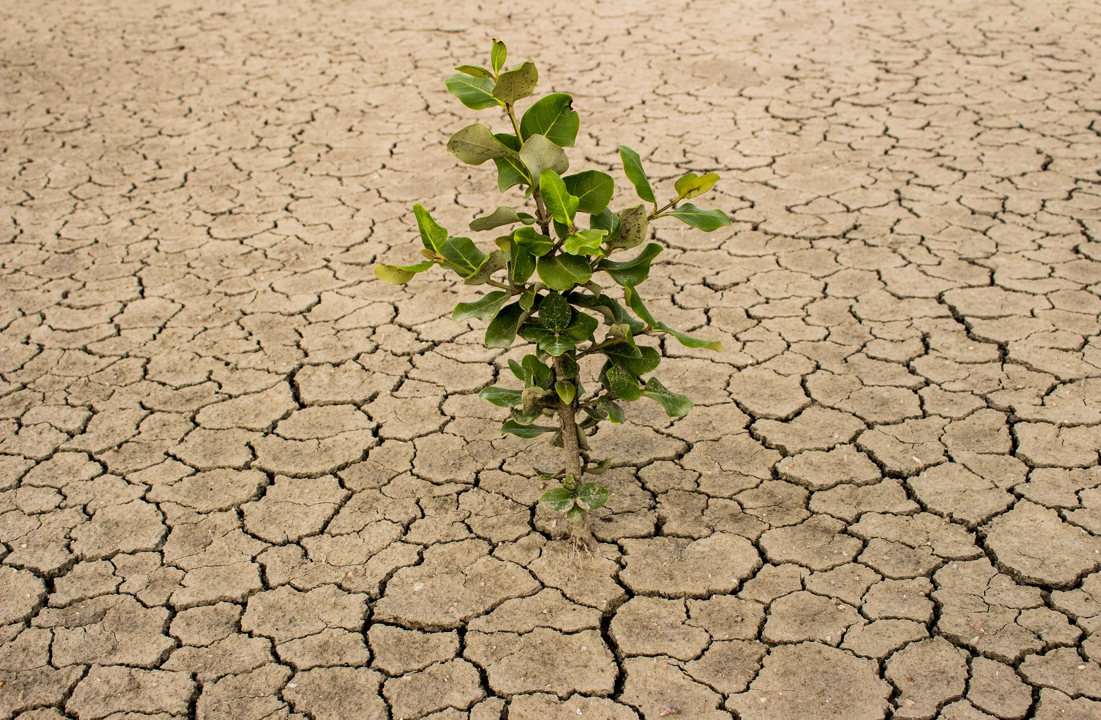 In the Midst of Famine