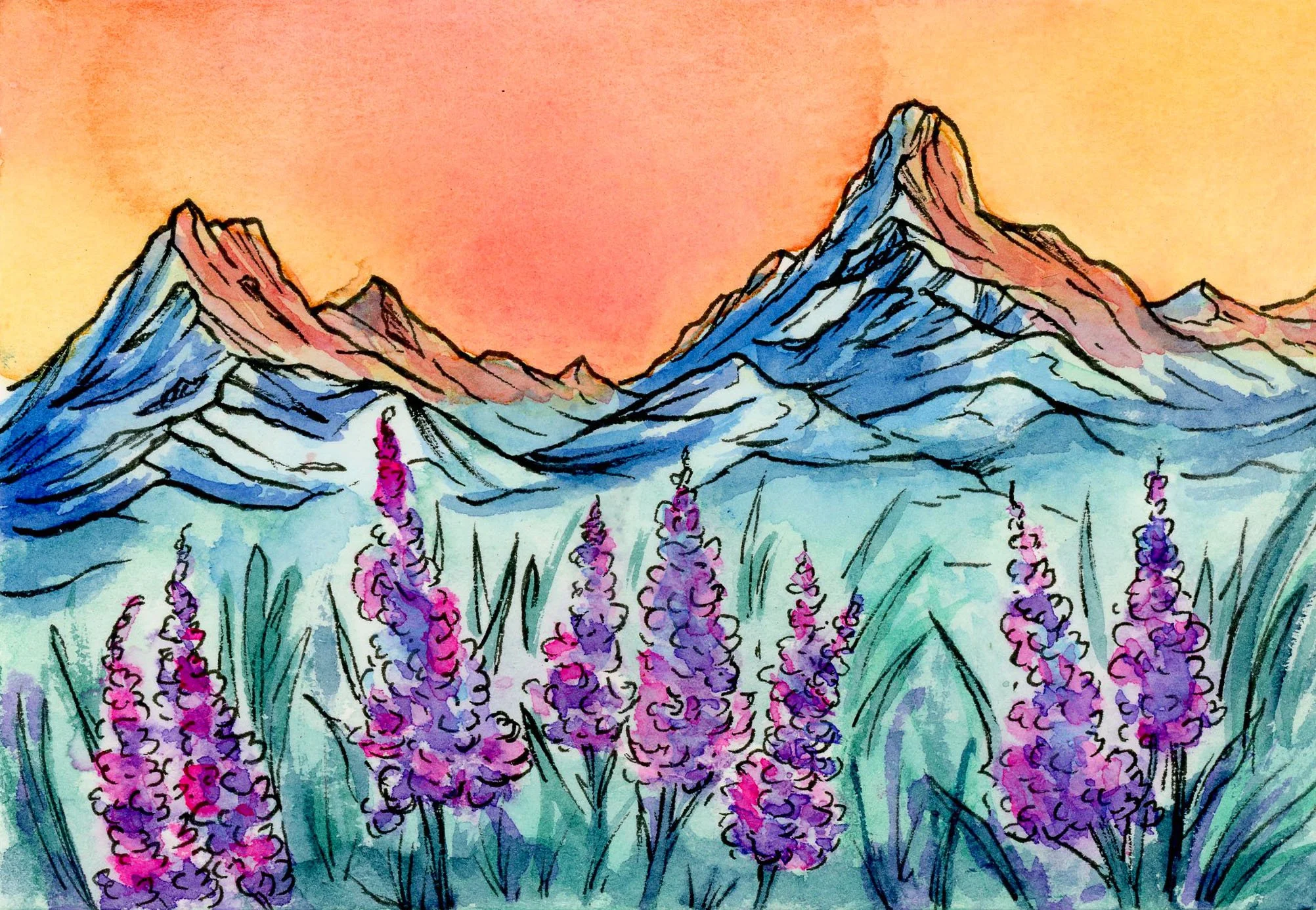 SawtoothLupine.jpg