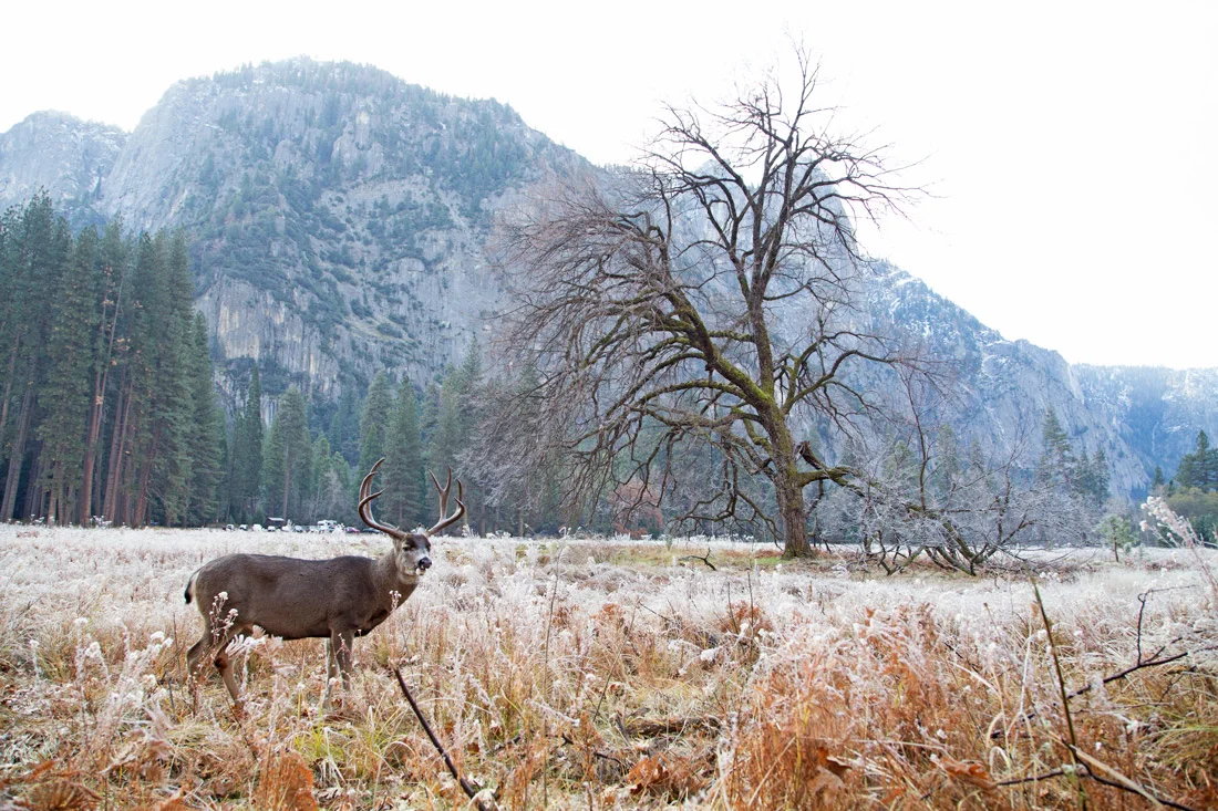 Good Morning Friend, Yosemite, California