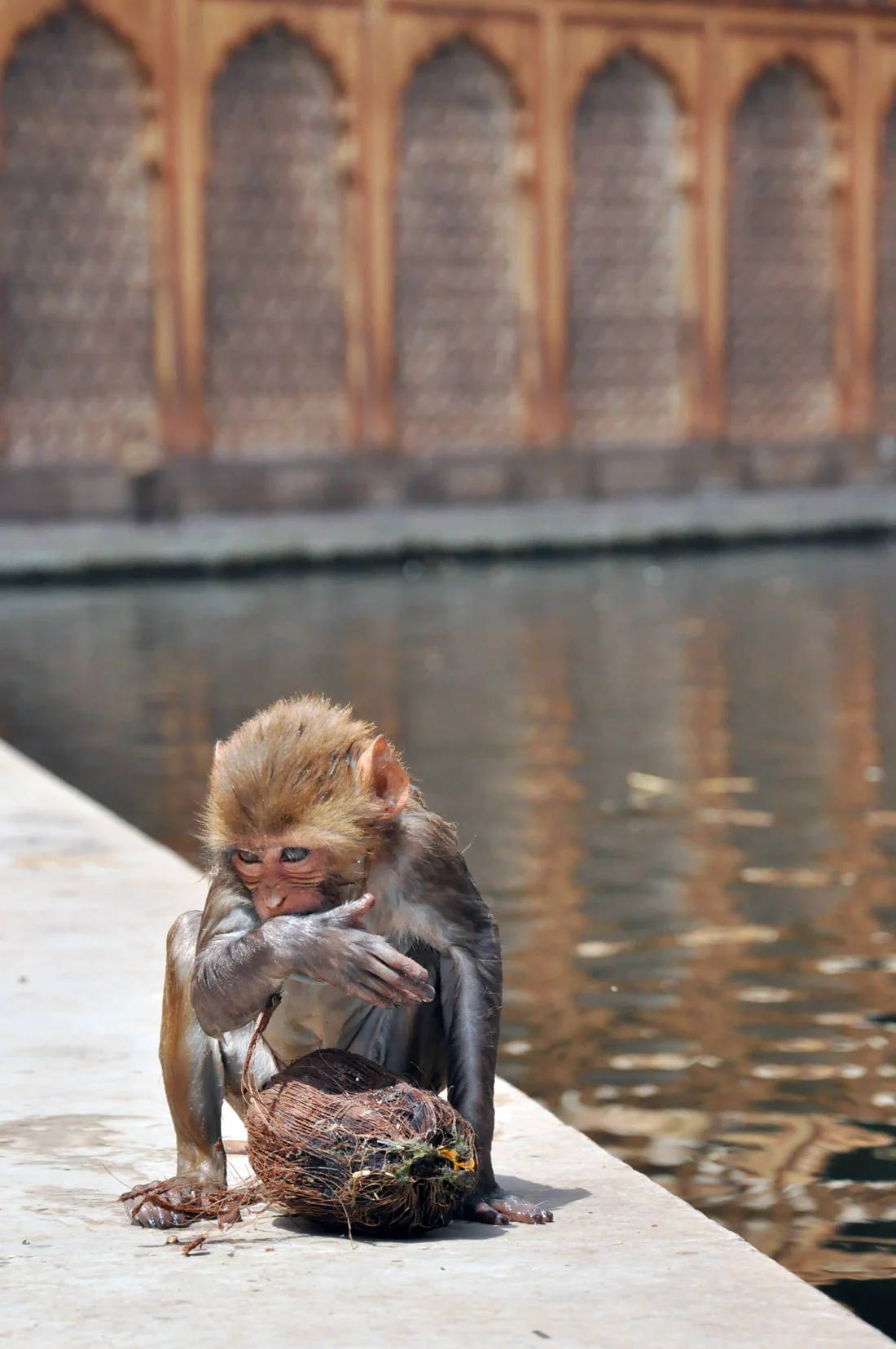 Bathing in Jaipur, India