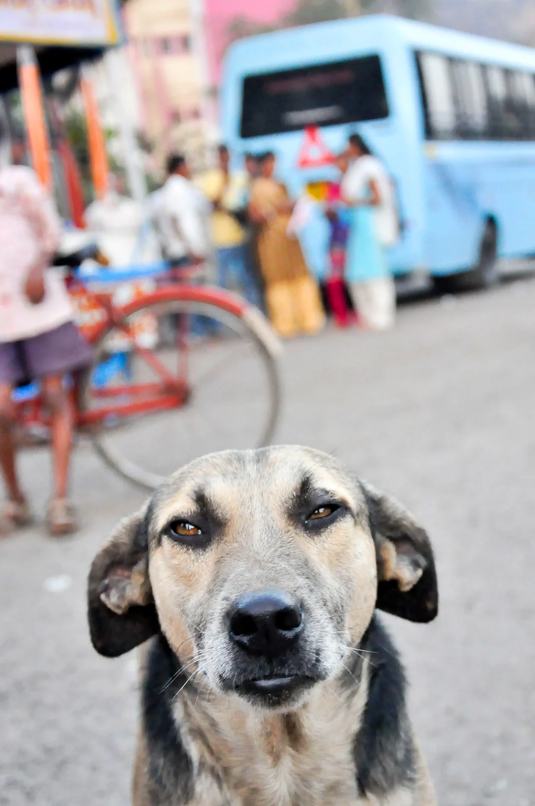 Durshet Street Pup, India