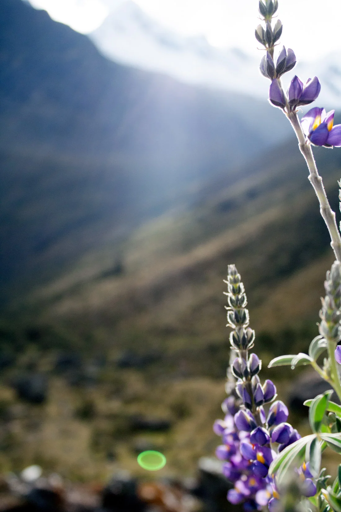 flowers-peru.jpg