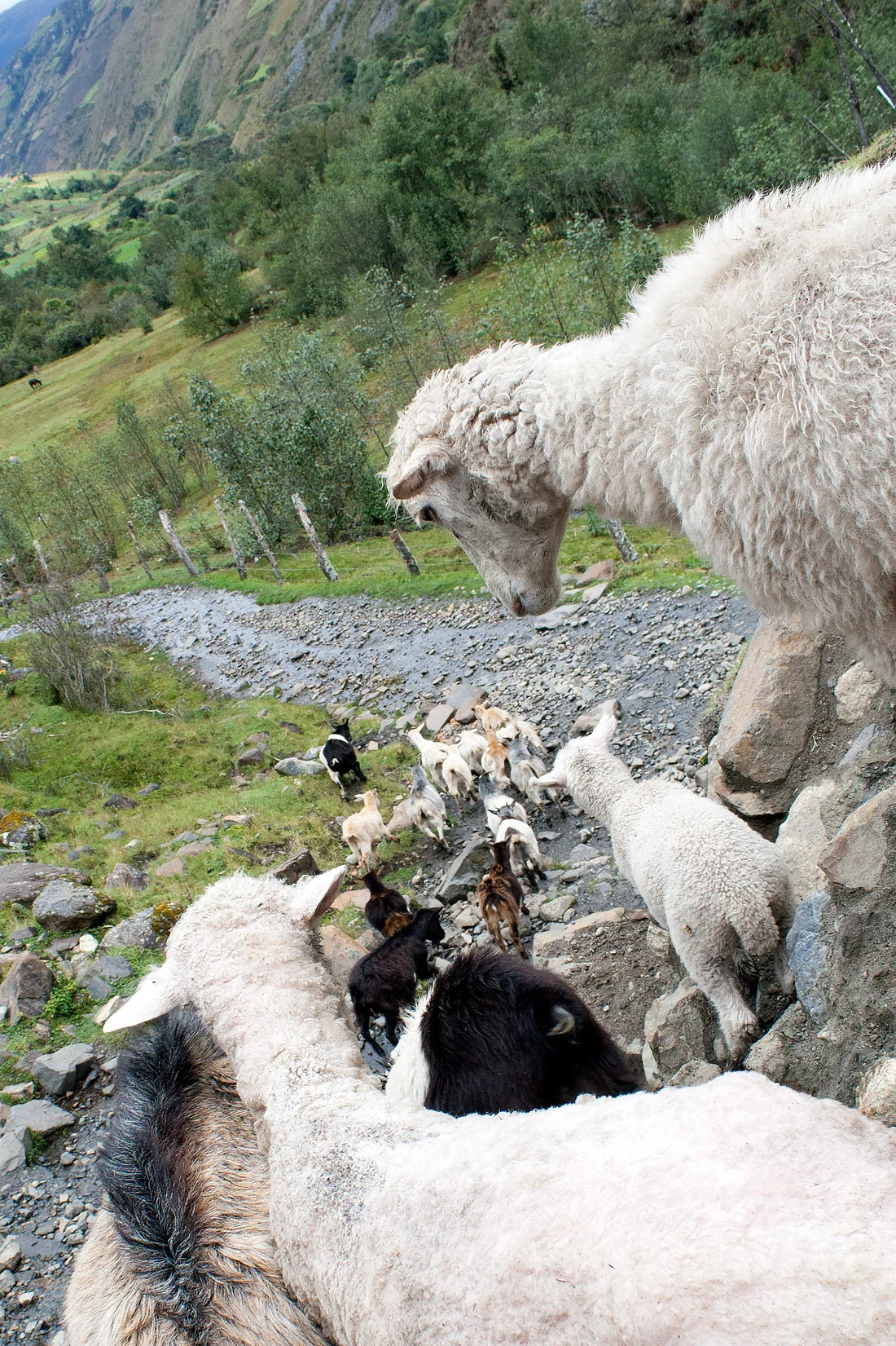 sheep-peru.jpg
