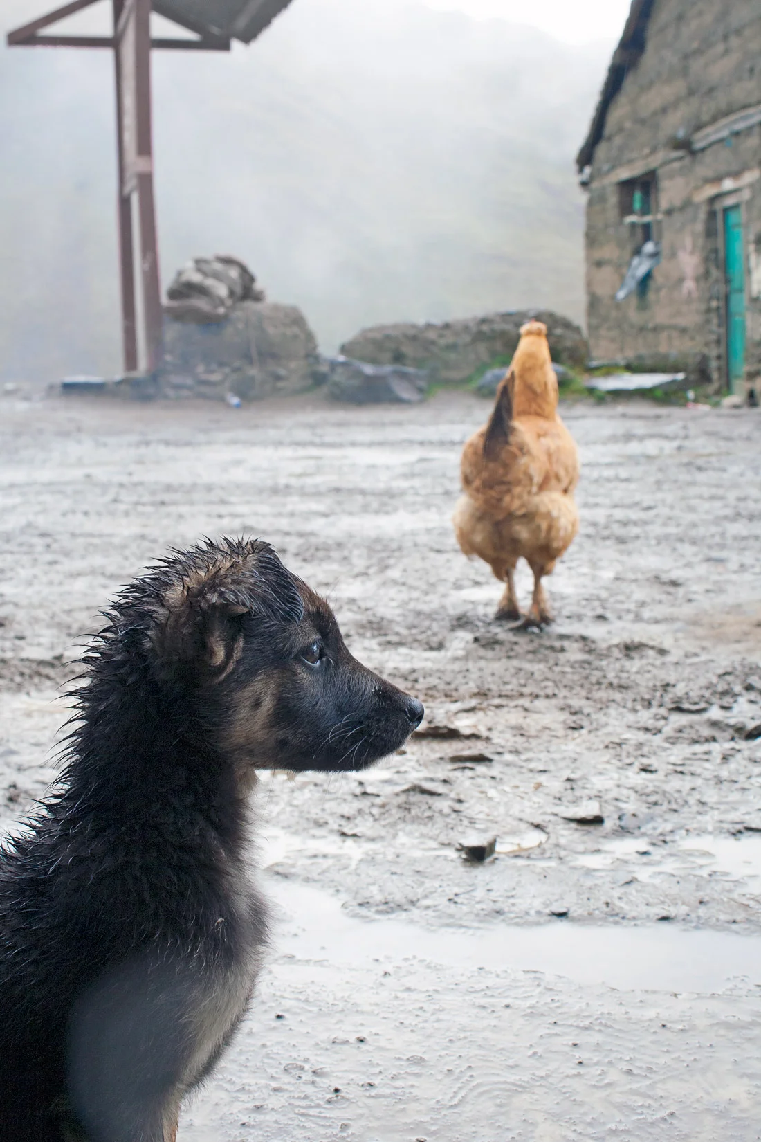 dog-peru.jpg
