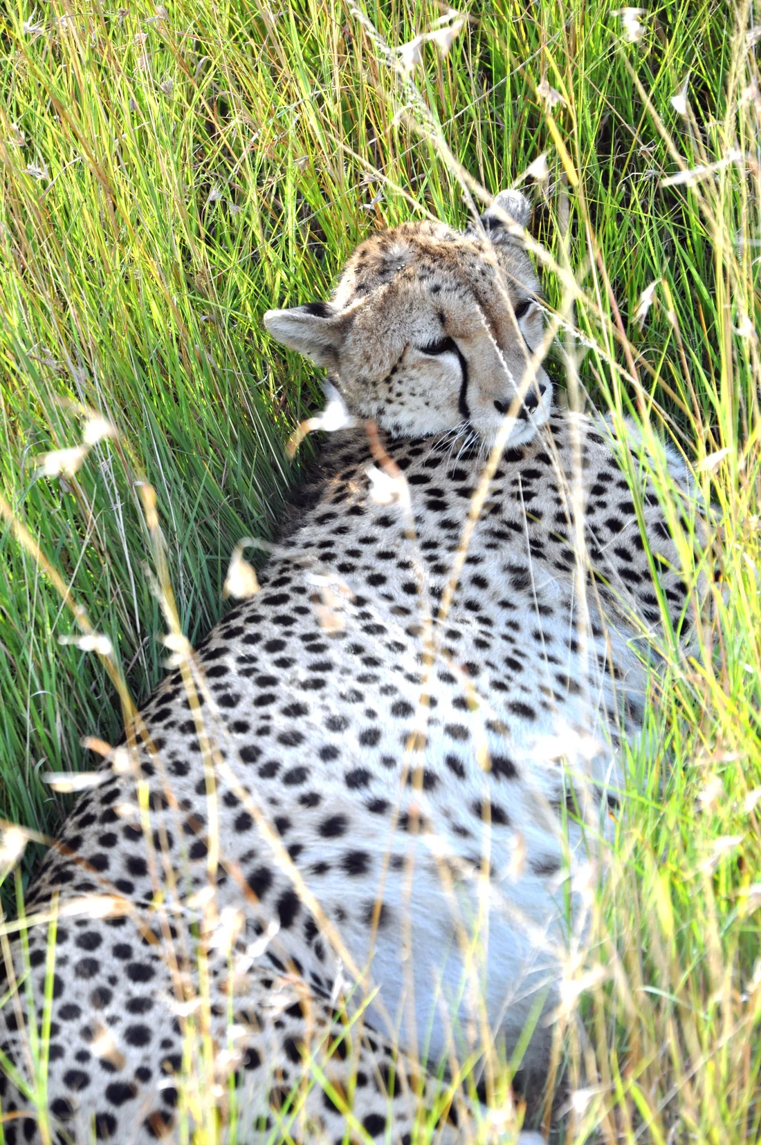Pregnant Lady, Masai Mara, Kenya
