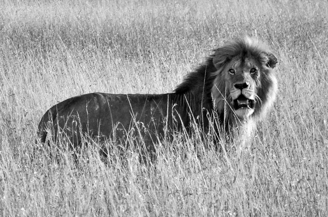 The Lazy Man, Kenya