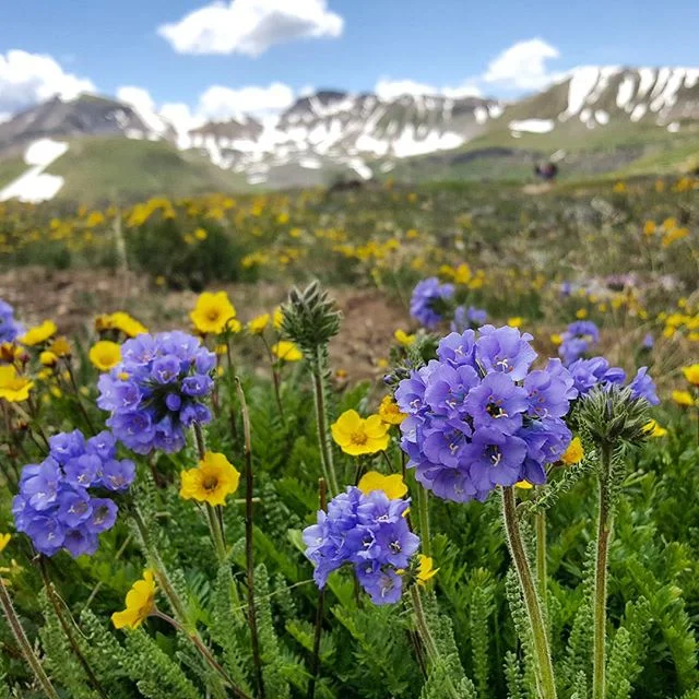 colorado.jpg