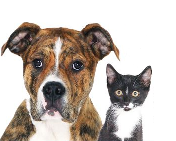 Rock County Rabies Clinic