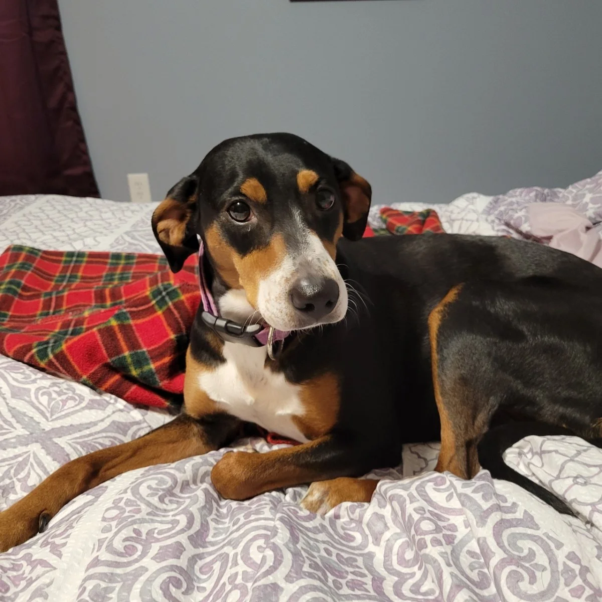 Winnie's Heartworm Journey 