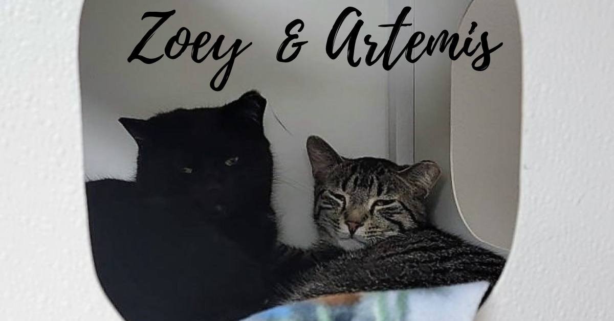 Zoey and Artemis