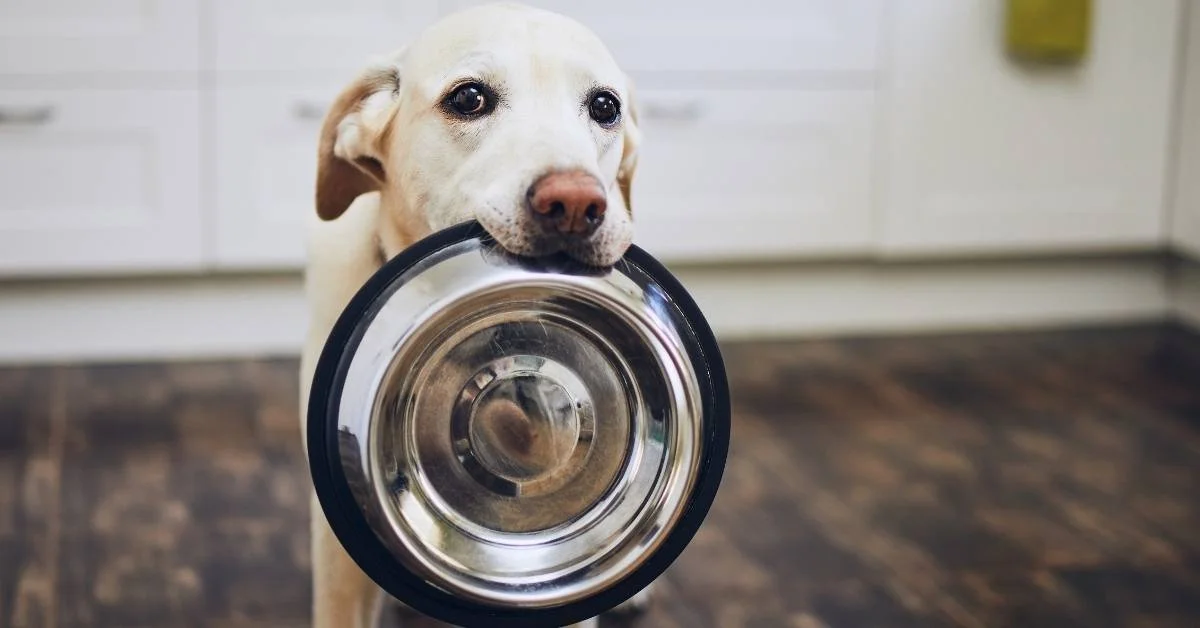 12/1-12/30, Fill the Bowl Pet Food Drive