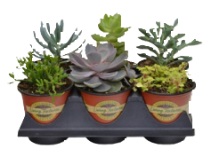 Assorted 6 Pack Succulents.png