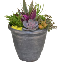 12 Combo Succulent Planter.png