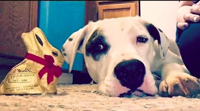 Shiner:  A Noah's Animal Fund Inspiration 