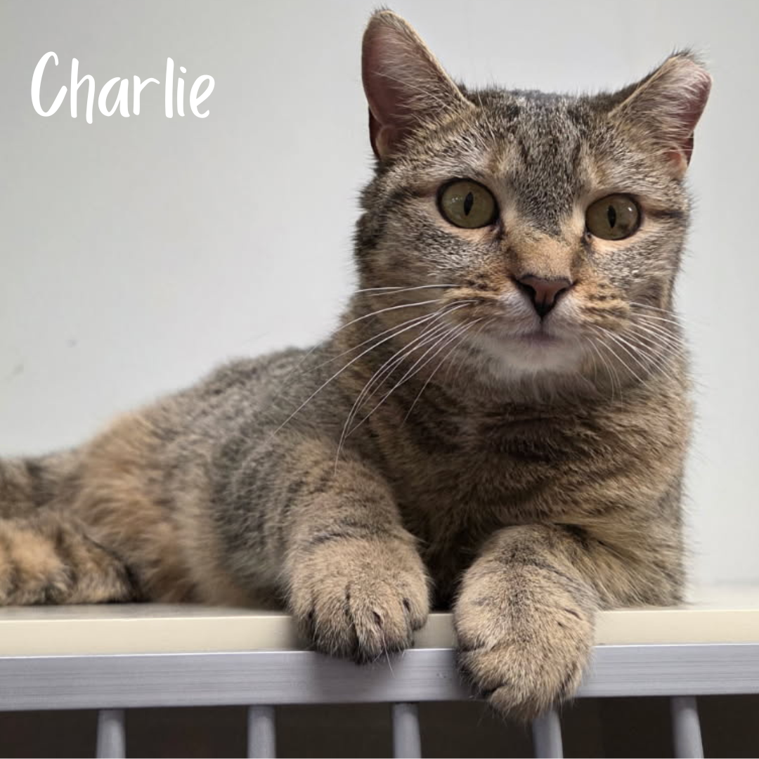 1/26, Noah's Newsletter