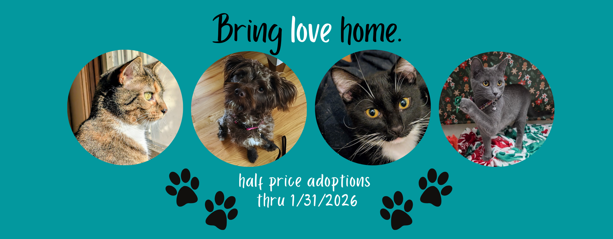 FON Website Bring Love Home.png