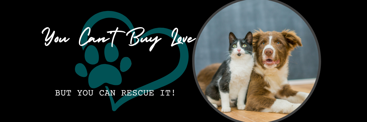 FON Web Banner 2026.png