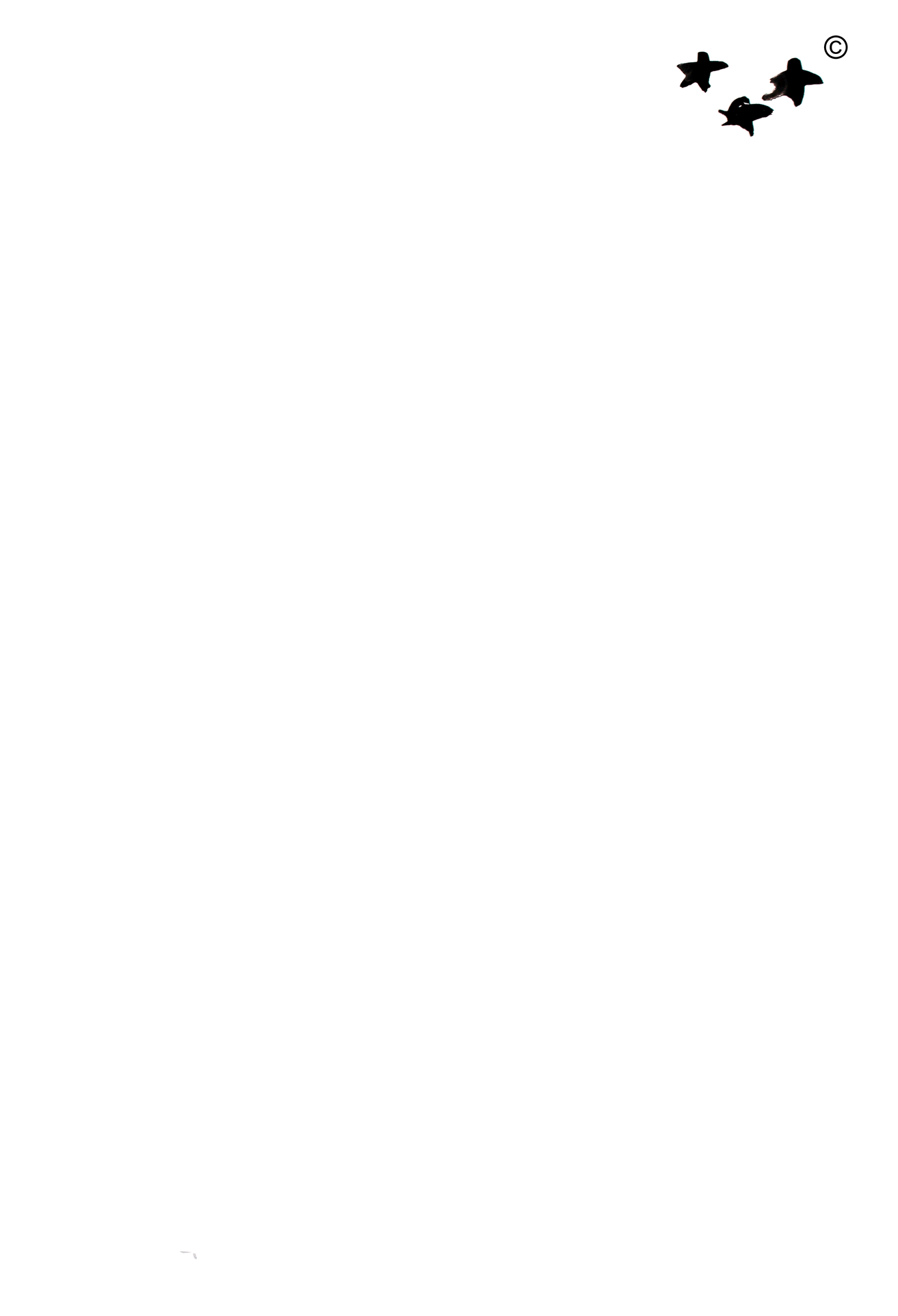 GIF-FOR-WEBSITE-ALEXANDRE-DORRIZ-FINAL.gif