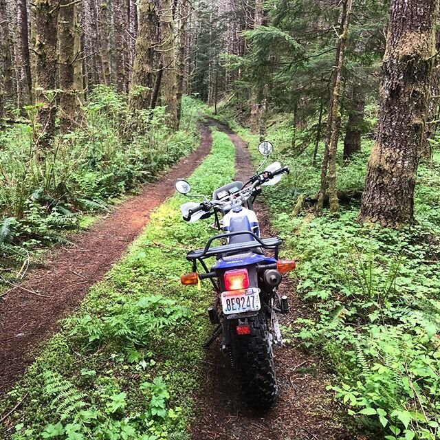 Went exploring on the bike today in the beautiful forest then got stuck in the truck. 😂😳😬