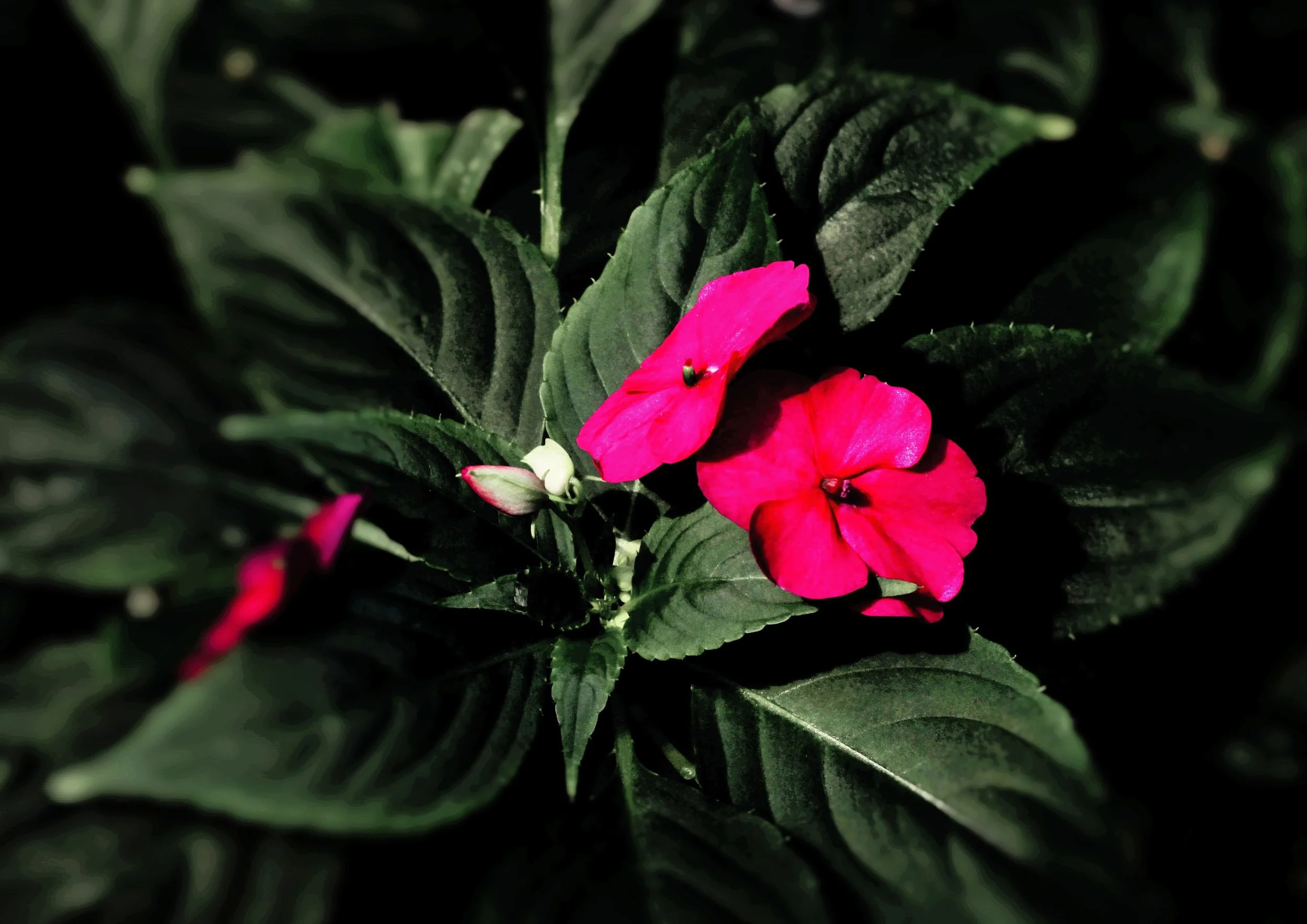 LA Arboretum 02-08-2014 013 (2).JPG
