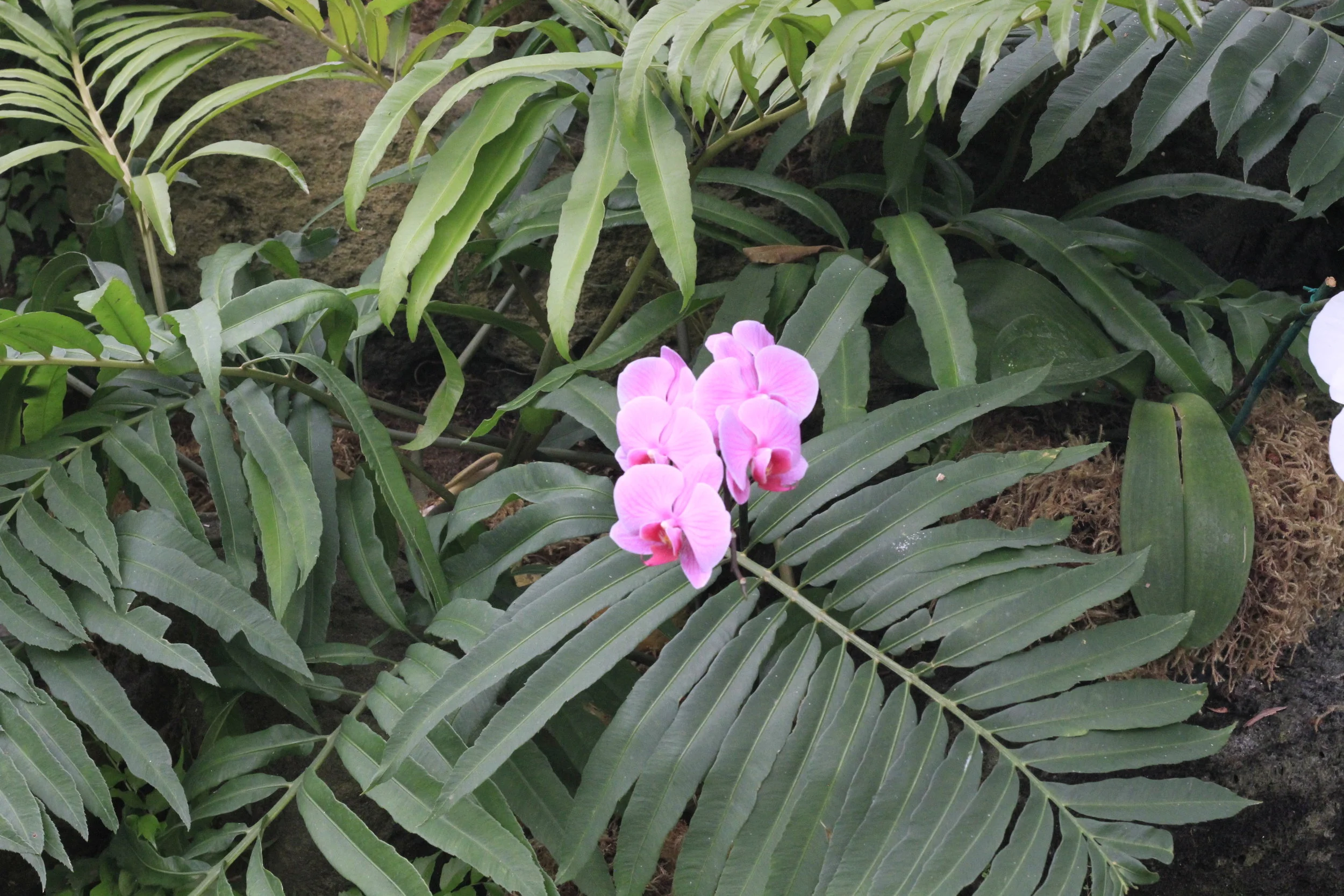 LA Arboretum 02-08-2014 028.JPG