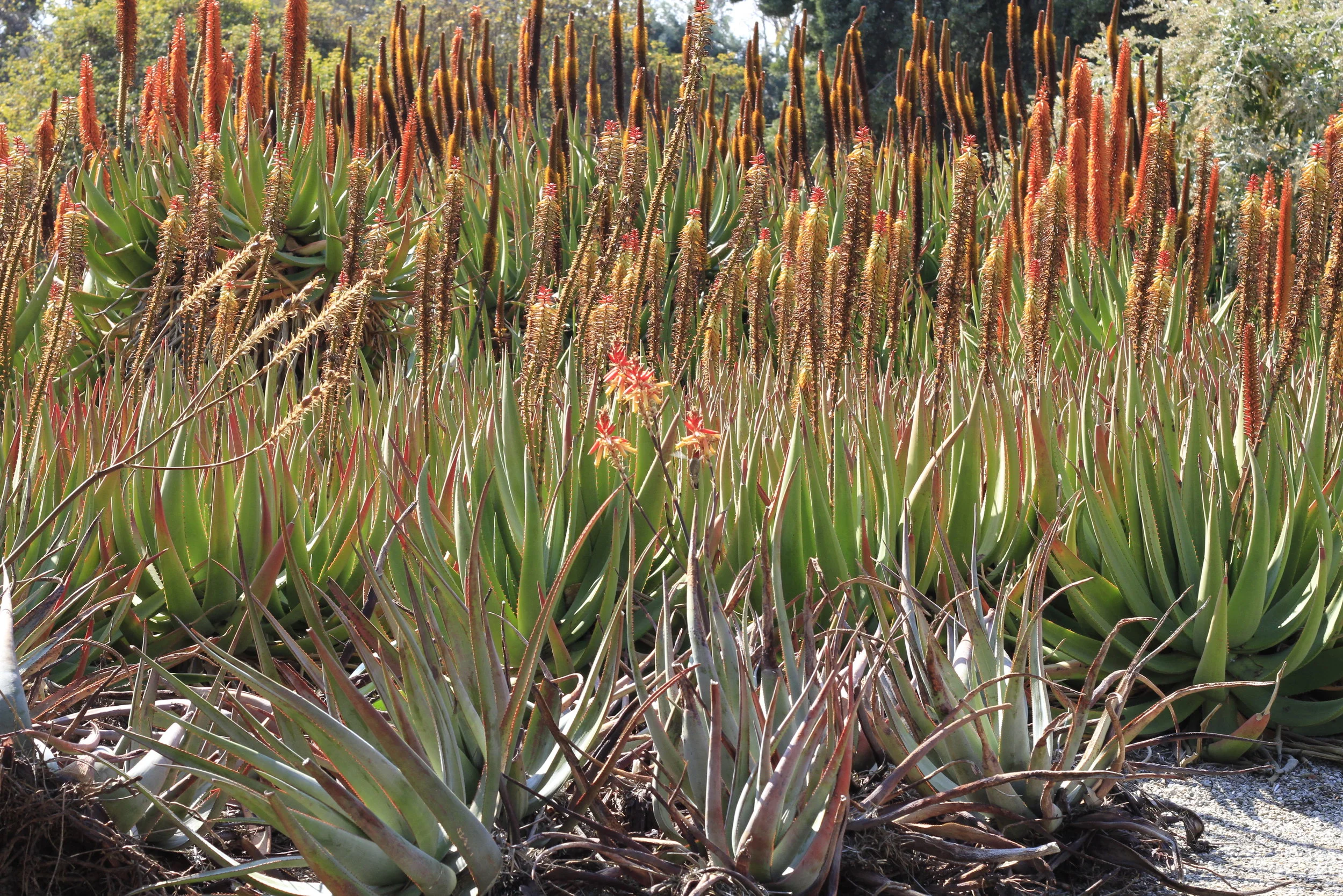 LA Arboretum 02-08-2014 040.JPG