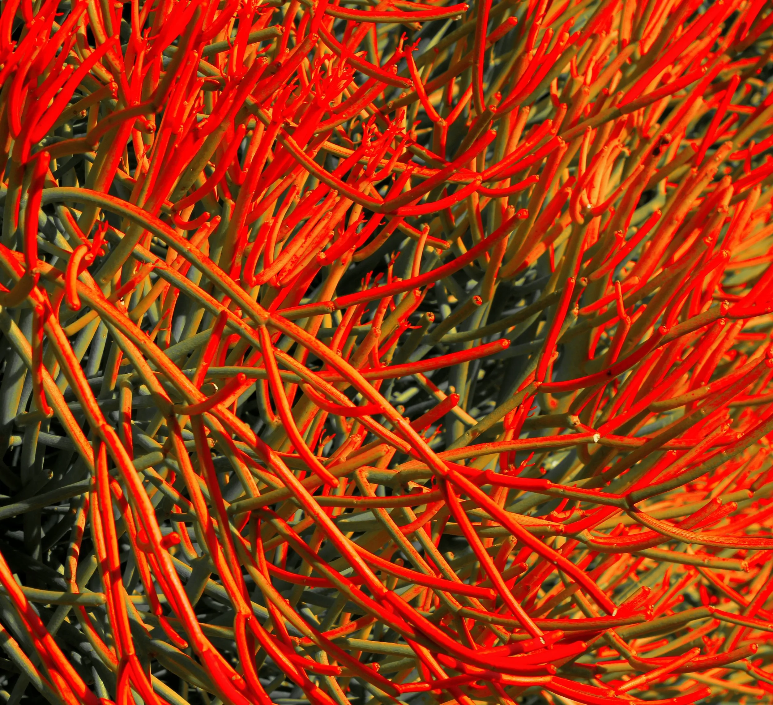 LA Arboretum 02-08-2014 045 (3).JPG