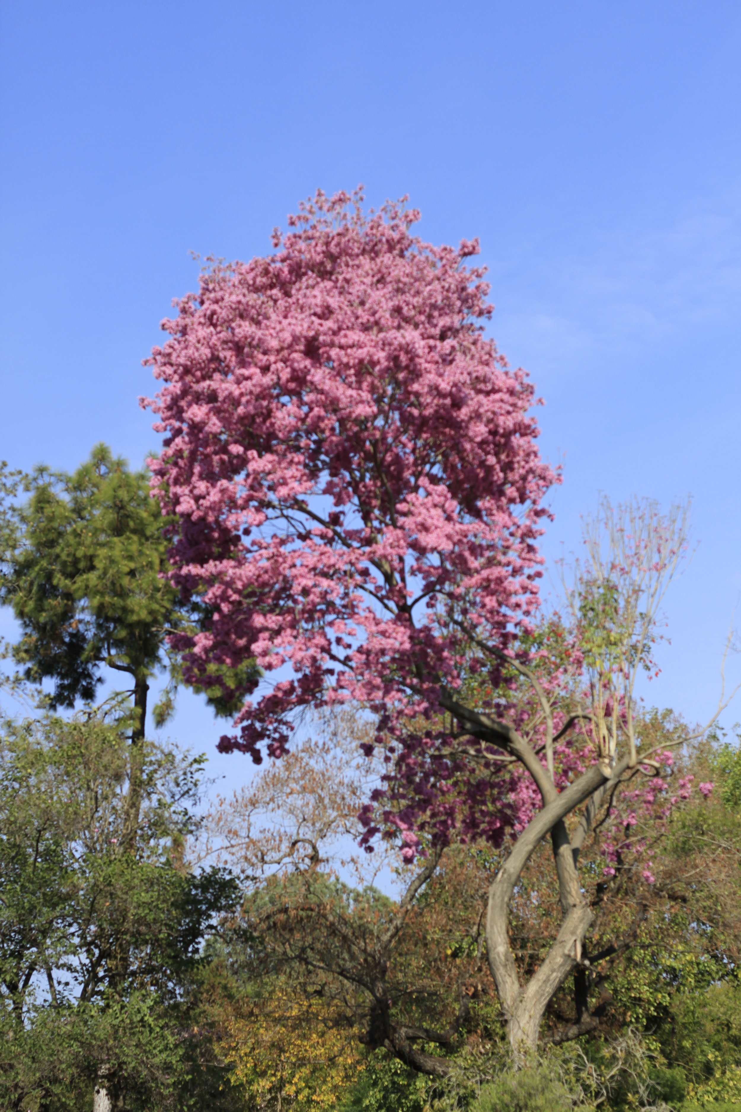 LA Arboretum 02-08-2014 079.JPG