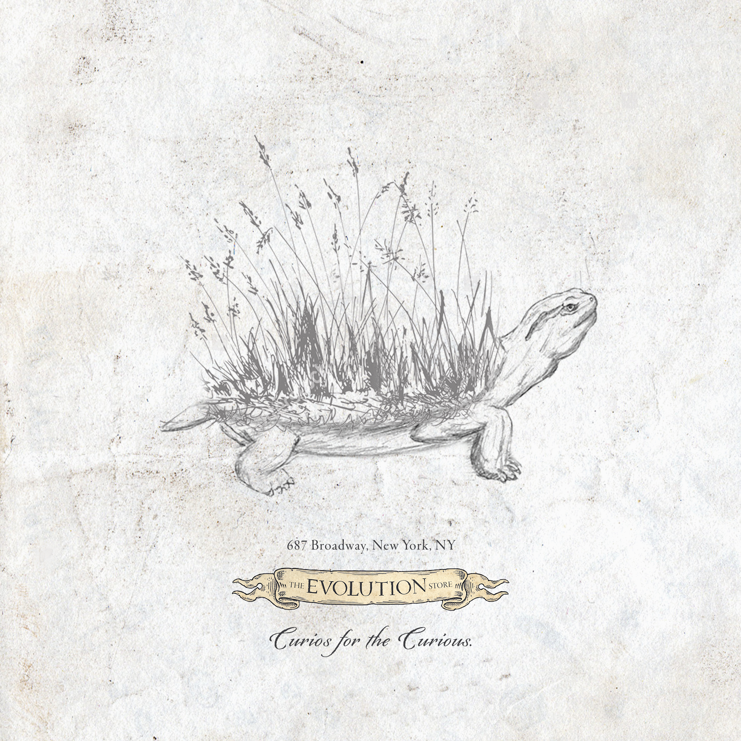 The Evolution Store | ADDY