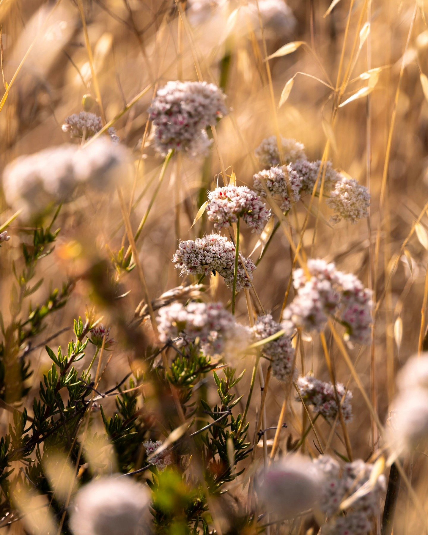 &bull; pick me - 6.18.23 &bull;
&bull;
&bull; (but not really, let's leave nature alone) 
&bull;
&bull;
&bull;
&bull;
&bull;
&bull;
#californiaadventure #californiadreaming  #nationalparks #californiacoastline #californiathroughmylens #californiamoun