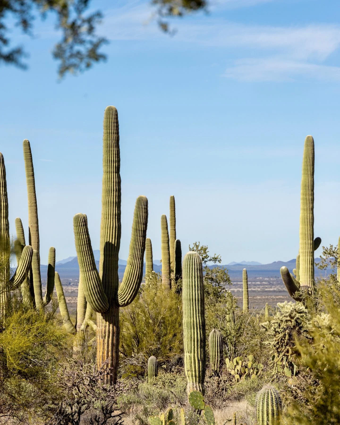 &bull; standing tall - 2.8.23, Saguaro NP &bull;
&bull;
&bull;
&bull;
&bull;
&bull;
&bull;
&bull;
#saguaronationalpark #saguarocactus #saguaro #saguarodesert #southwestroadtrip #southwest #nps #southwesternnationalparks #saguarocactus🌵 #cactushike #