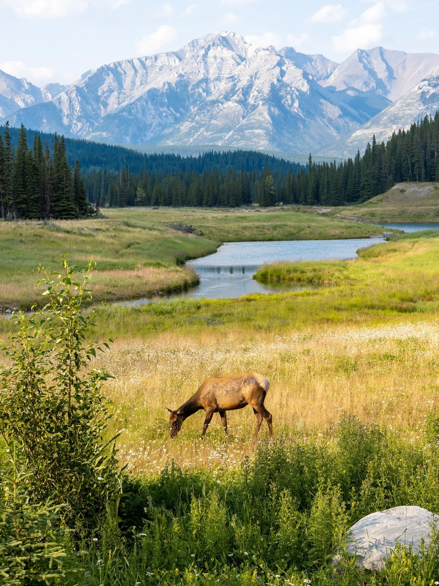&bull; real life postcard - 7.28.2024 &bull;
&bull;
&bull;
&bull;
&bull;
&bull;
#banff #banffnationalpark #lakeminnewanka #wildlifephotography #canadianrockies