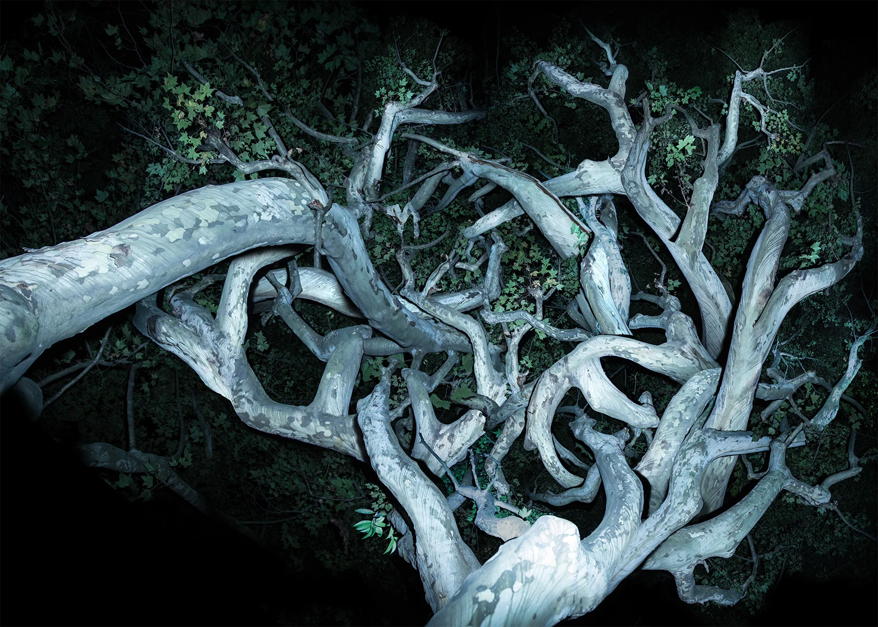 树-3-The-Tree-No.3--艺术微喷-Ultra-Giclee--160-x-224-cm--2017.jpg
