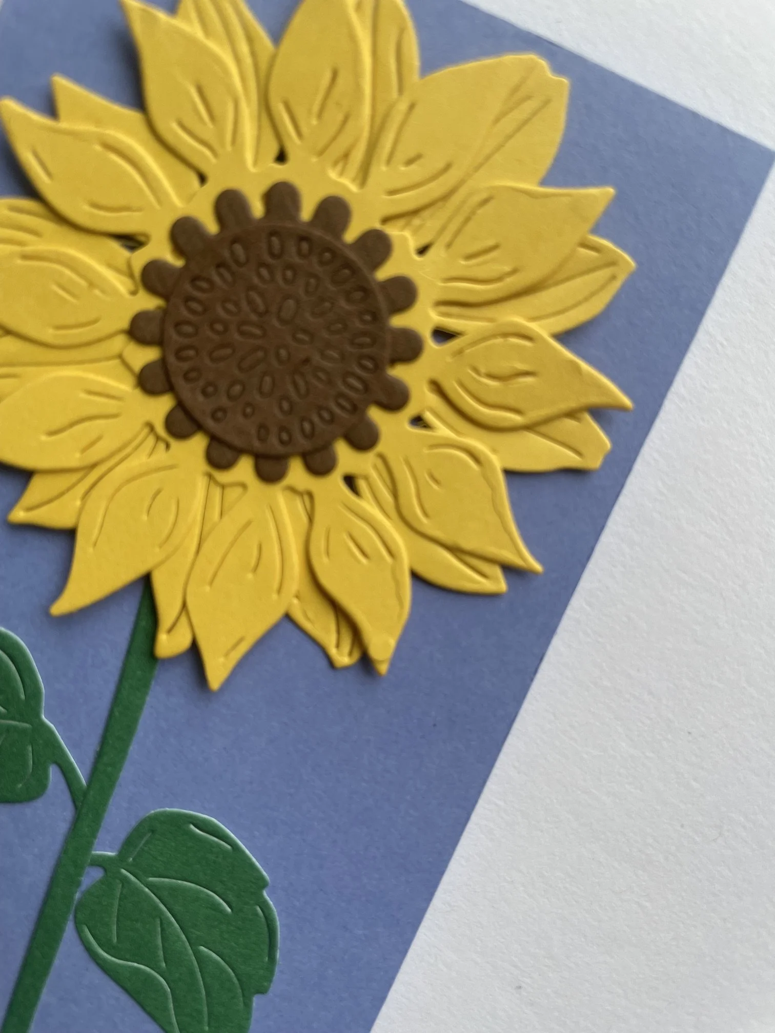 Close up yellow sunflower.jpeg